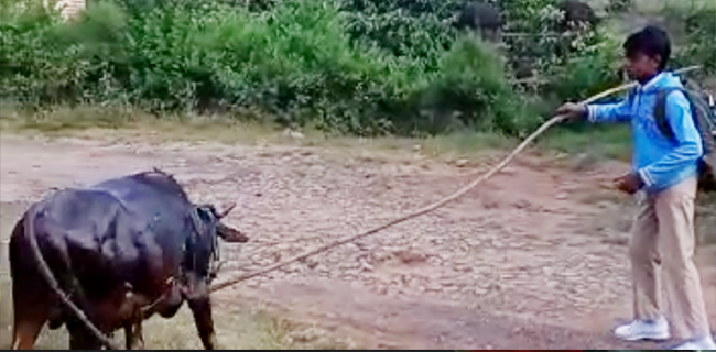 ಸೋಮವಾರಪೇಟೆ: ​ಕೆರೆಗೆ ಬಿದ್ದ ಕರುವನ್ನು ರಕ್ಷಿಸಿದ ಬಾಲಕ