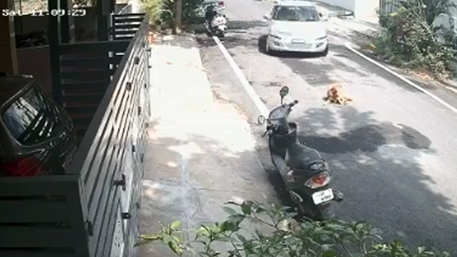 ಬೆಂಗಳೂರು | ಬೀದಿ ನಾಯಿ ಮೇಲೆ ಕಾರು ಚಲಾಯಿಸಿದ ವ್ಯಕ್ತಿ: ಆರೋಪಿ ಪತ್ತೆಗೆ ಪೊಲೀಸರಿಂದ ಶೋಧ