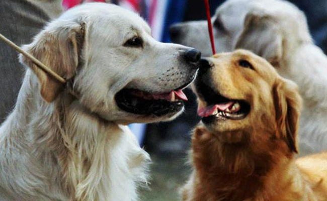 ಮಾಲಕರ ವಿರೋಧಕ್ಕೆ ಮಣಿದ ವಡೋದರಾ ನಗರಪಾಲಿಕೆ: ನಾಯಿಗಳ ಮೇಲಿನ ತೆರಿಗೆ ಇಳಿಕೆಗೆ ನಿರ್ಧಾರ