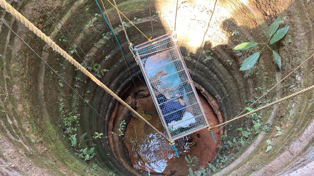 ಮಂಗಳೂರು: ಬಾವಿಗೆ ಬಿದ್ದ ಚಿರತೆಯ ರಕ್ಷಣೆ