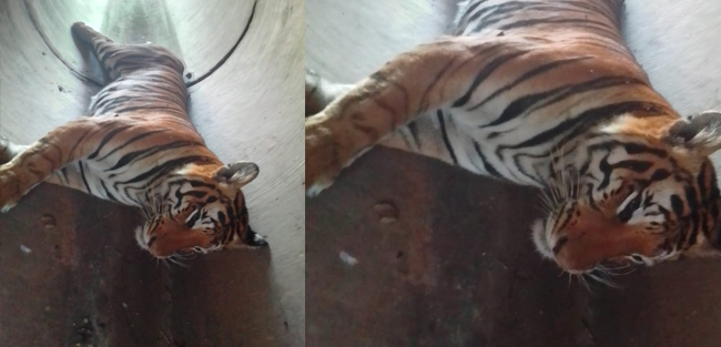 ಗುಬ್ಬಿ: ಚಿಕ್ಕಕೊಡಿಗೇಹಳ್ಳಿ ಬಳಿ ಸೇತುವೆಯಡಿ ಹುಲಿ ಮೃತದೇಹ ಪತ್ತೆ