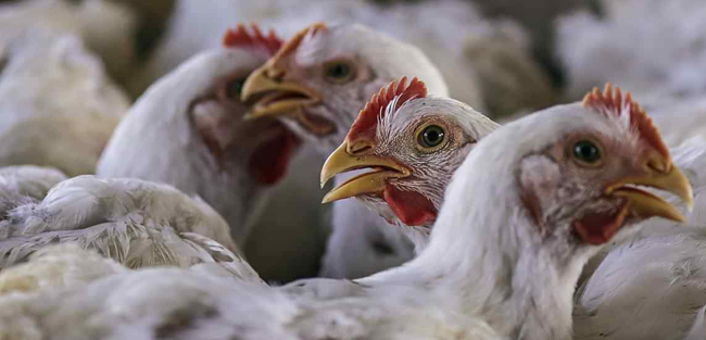 ಕೋಳಿ ಸಾಕಾಣಿಕೆಯನ್ನು ‘ಕೃಷಿ’ ಎಂದು ಘೋಷಿಸಲು ಒತ್ತಾಯ