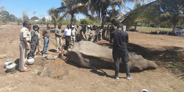 ಬಂಡೀಪುರ| ವಿದ್ಯುತ್ ಆಘಾತದಿಂದ ಅಸ್ವಸ್ಥಗೊಂಡಿದ್ದ ಕಾಡಾನೆಯ ರಕ್ಷಣೆ: ಮೆಚ್ಚುಗೆ ವ್ಯಕ್ತಪಡಿಸಿದ ಪ್ರಧಾನಿ ಮೋದಿ