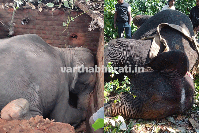 ಮಡಿಕೇರಿ: ನೀರಿನ ತೊಟ್ಟಿಗೆ ಬಿದ್ದು ಕಾಡಾನೆ ಸಾವು