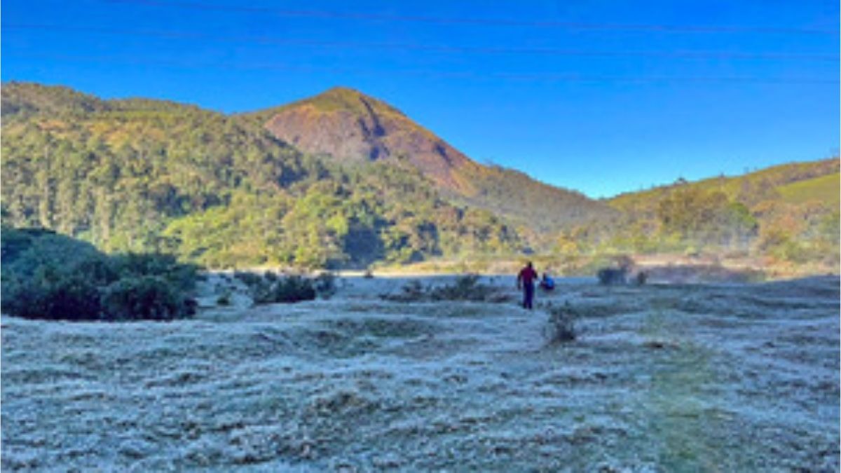 ಮುನ್ನಾರ್‌ನಲ್ಲಿ ಮುಂದುವರಿದ ಮಂಜು: 550 ಹೆಕ್ಟೇರ್ ಚಹಾ ತೋಟಗಳಿಗೆ ಭಾರೀ ನಷ್ಟ