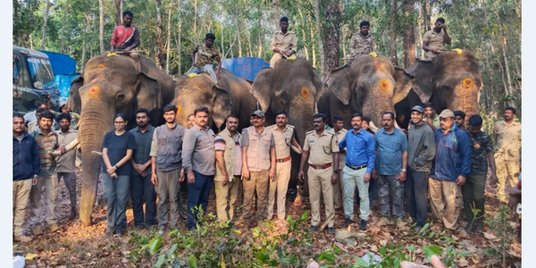 ಕಡಬ: ಇಬ್ಬರನ್ನು ಬಲಿ ಪಡೆದ ಕಾಡಾನೆಯ ಸೆರೆಗೆ ಕಾರ್ಯಾಚರಣೆ ಆರಂಭ