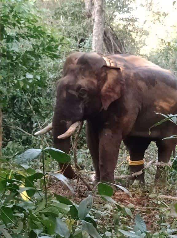 ಕಡಬ: ಜನರ ನಿದ್ದೆಗೆಡಿಸಿದ್ದ ಕಾಡಾನೆ ಕೊನೆಗೂ ಸೆರೆ