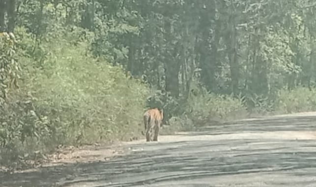 ಮಡಿಕೇರಿ | ಕಾನೂರು ಸಮೀಪ ರಸ್ತೆಯಲ್ಲಿ ಹುಲಿ ದೃಶ್ಯ ಸೆರೆ; ಗ್ರಾಮಸ್ಥರಲ್ಲಿ ಆತಂಕ