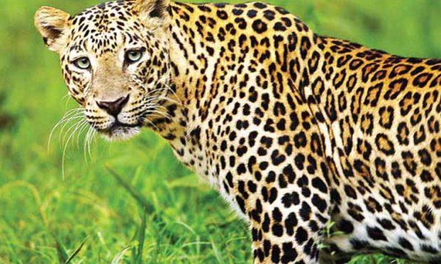 ಬಾರ್ಕೂರಿನಲ್ಲಿ ಚಿರತೆ ಕಾಟ: ಸಾಕು ನಾಯಿ‌ ಬಲಿ