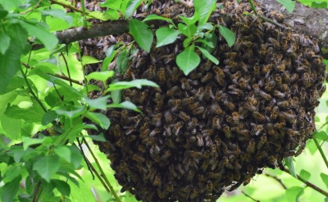 ಮಡಿಕೇರಿ: ಹೆಜ್ಜೇನು ದಾಳಿಗೆ ಇಬ್ಬರು ಬಲಿ