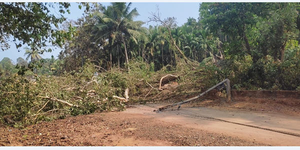 ಬಂಟ್ವಾಳ: ರಸ್ತೆಗೆ ಬಿದ್ದ ಬೃಹತ್ ಗಾತ್ರದ ಅರಳಿ ಮರ