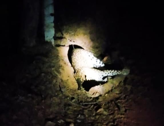 ಕುಂದಾಪುರ| ಉರುಳಿಗೆ ಸಿಲುಕಿ ಚಿರತೆ ಸಾವು