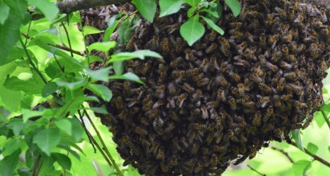 ಸೊರಬ: ಹೆಜ್ಜೇನು ಕಡಿದು ದಂಪತಿ ಸ್ಥಿತಿ ಗಂಭೀರ