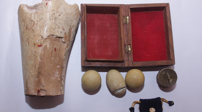 ಮಡಿಕೇರಿ | ಆನೆ ಮೂಳೆ, ಗಜ ಮುತ್ತು ಮಾದರಿ ಮಾರಾಟ ಯತ್ನ: ಆರೋಪಿ ಸೆರೆ