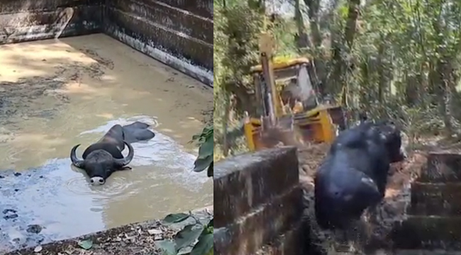 ನೀರಿನ ತೊಟ್ಟಿಗೆ ಬಿದ್ದ ಕಾಡೆಮ್ಮೆಯ ರಕ್ಷಣೆ