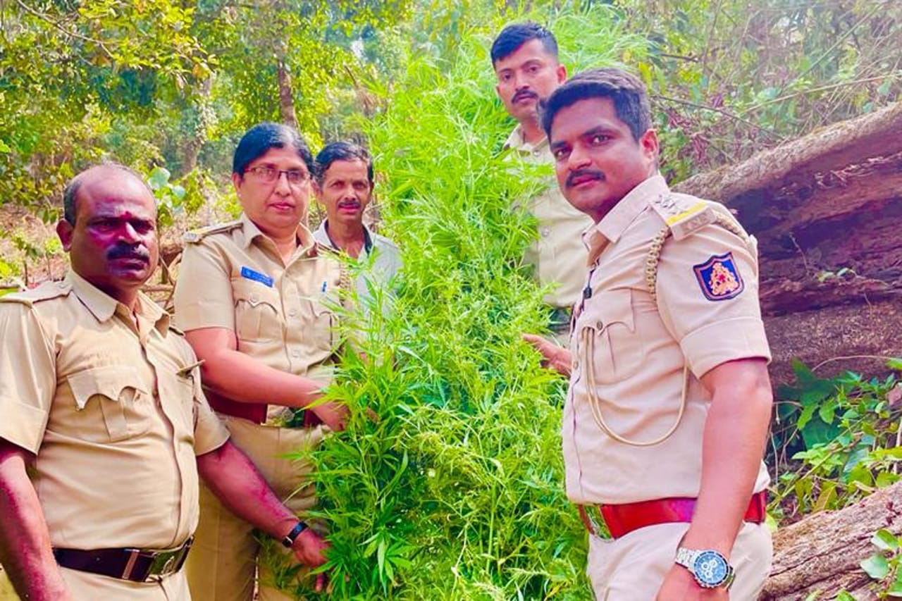 ಸಾಗರ: ತೋಟದಲ್ಲಿ ಬೆಳೆದಿದ್ದ 10 ಗಾಂಜಾ ಗಿಡ ವಶಕ್ಕೆ