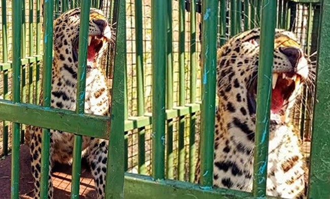 ಮೈಸೂರು: ತೋಟದಲ್ಲಿ ಅರಣ್ಯ ಇಲಾಖೆ ಇರಿಸಿದ್ದ ಬೋನಿಗೆ ಬಿದ್ದ ಚಿರತೆ