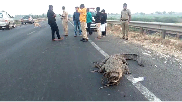 ವಿಜಯಪುರ: ಸೇತುವೆಯ ಮೇಲೆ ಮೊಸಳೆ ಪ್ರತ್ಯಕ್ಷ!