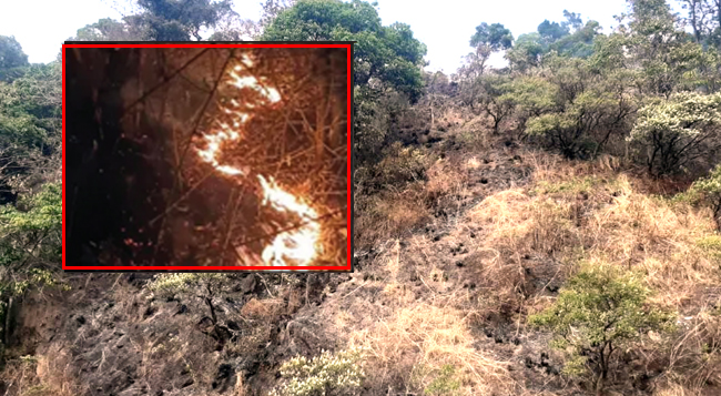 ಚಾರ್ಮಾಡಿಯ ಸಸ್ಯ ಸಂಪತಿಗೆ ಕೊಳ್ಳಿಯಿಟ್ಟ ಕಾಡ್ಗಿಚ್ಚು: ನಿಂತೇ ಹೋಯಿತು ಅಪಾರ ಹಸಿರಿನ ಉಸಿರು