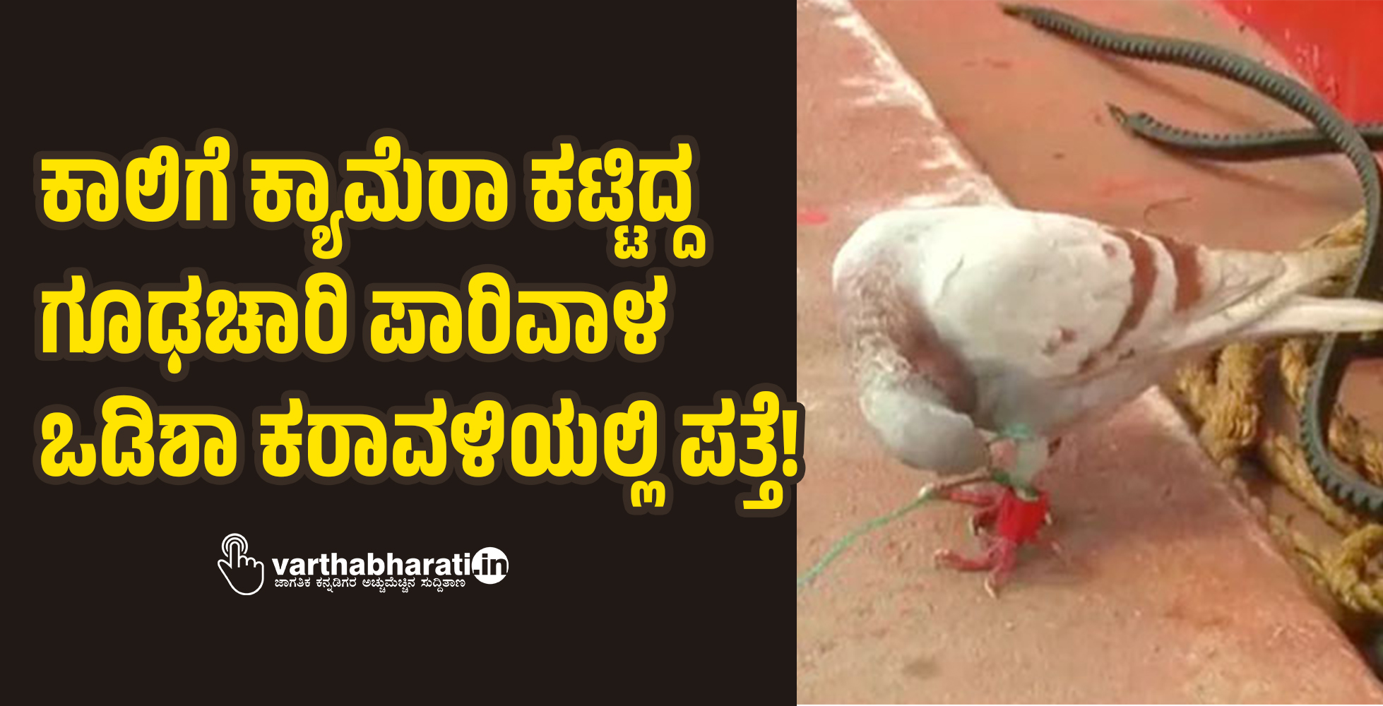 ಕಾಲಿಗೆ ಕ್ಯಾಮೆರಾ ಕಟ್ಟಿದ್ದ ಗೂಢಚಾರಿ ಪಾರಿವಾಳ ಒಡಿಶಾ ಕರಾವಳಿಯಲ್ಲಿ ಪತ್ತೆ!