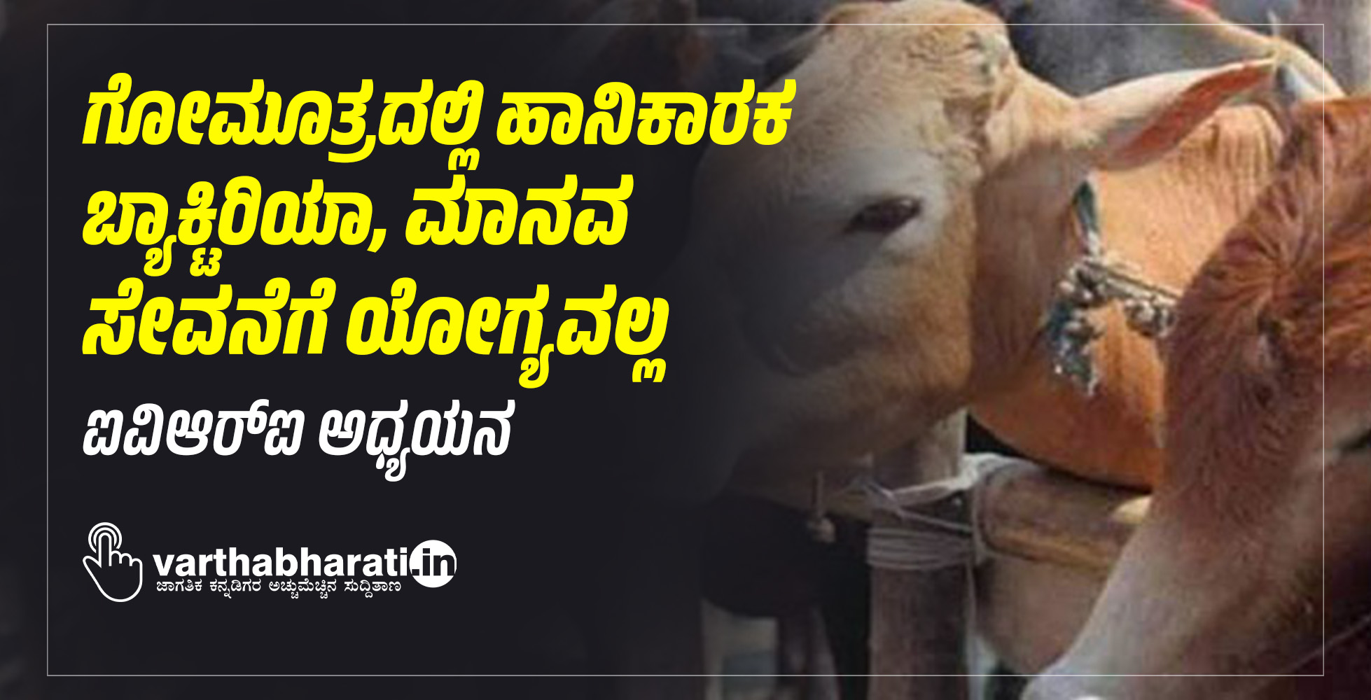 ಗೋಮೂತ್ರದಲ್ಲಿ ಹಾನಿಕಾರಕ ಬ್ಯಾಕ್ಟಿರಿಯಾ, ಮಾನವ ಸೇವನೆಗೆ ಯೋಗ್ಯವಲ್ಲ: ಐವಿಆರ್‌ಐ ಅಧ್ಯಯನ