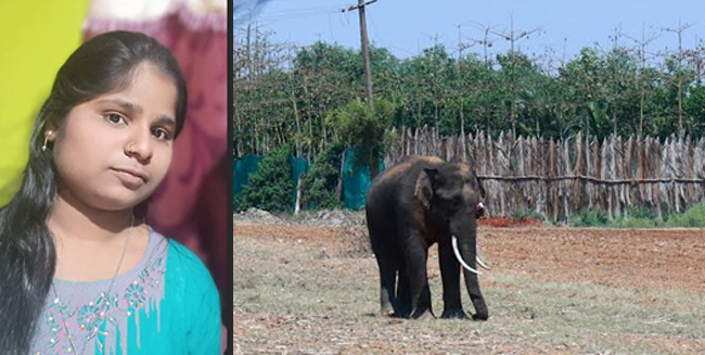 ದಾವಣಗೆರೆ: ಬಾಲಕಿಯನ್ನು ಬಲಿ ಪಡೆದಿದ್ದ ಕಾಡಾನೆ ಕೊನೆಗೂ ಸೆರೆ