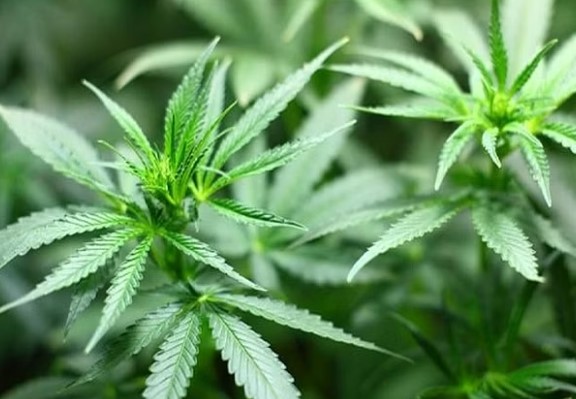 ಗಾಂಜಾ ಬೆಳೆ ಕಾನೂನುಬದ್ಧಗೊಳಿಸಲು ಹಿಮಾಚಲ ಪ್ರದೇಶ ಚಿಂತನೆ