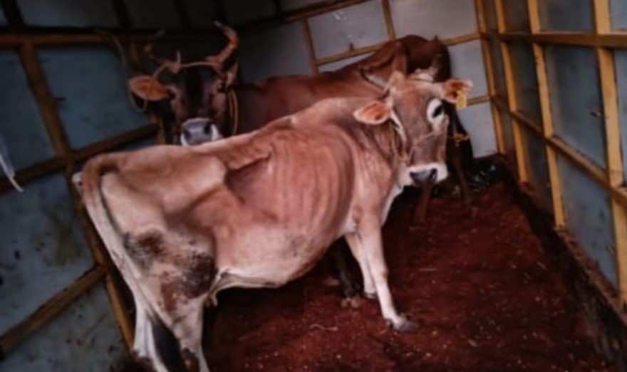 ಬಂಟ್ವಾಳ: ಅಕ್ರಮ ಗೋ ಸಾಗಾಟ; ಆರೋಪಿ ಪ್ರದೀಪ್ ಸಿಕ್ವೇರ ಬಂಧನ