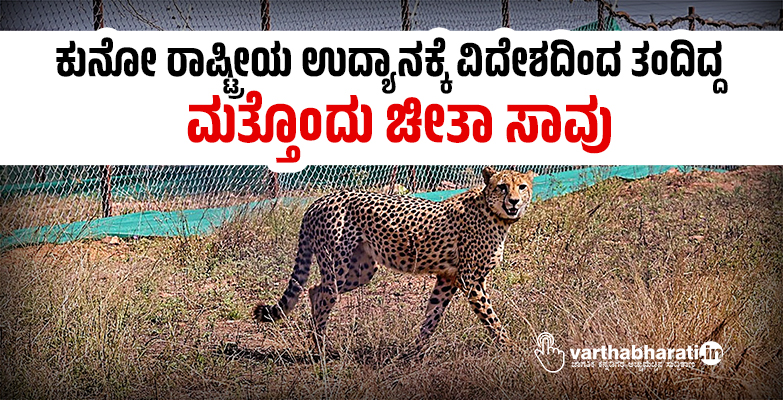 ಕುನೋ ರಾಷ್ಟ್ರೀಯ ಉದ್ಯಾನಕ್ಕೆ ವಿದೇಶದಿಂದ ತಂದಿದ್ದ ಮತ್ತೊಂದು ಚೀತಾ ಸಾವು