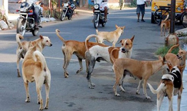 ಬೀದಿನಾಯಿಗಳ ದಾಳಿಗೆ 12 ವರ್ಷದ ಬಾಲಕ ಬಲಿ