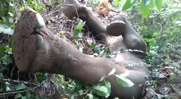 ಕಡಬ: ಕೊಂಬಾರು ಪ್ರದೇಶದಲ್ಲಿ ಸುತ್ತಾಡುತ್ತಿದ್ದ ಕಾಡಾನೆ ಮೃತ್ಯು