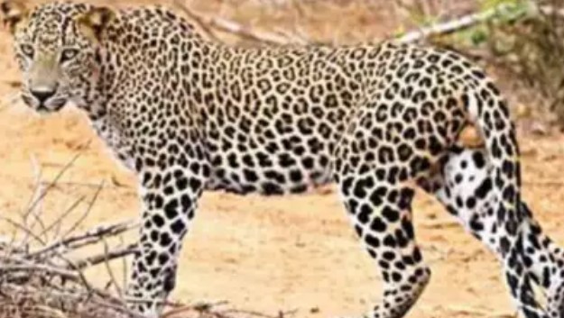 ಚಿರತೆ ಜತೆ ಹೋರಾಡಿ ಮೂರು ವರ್ಷದ ಬಾಲಕಿಯ ಜೀವ ಉಳಿಸಿದ ಪೋಷಕರು!