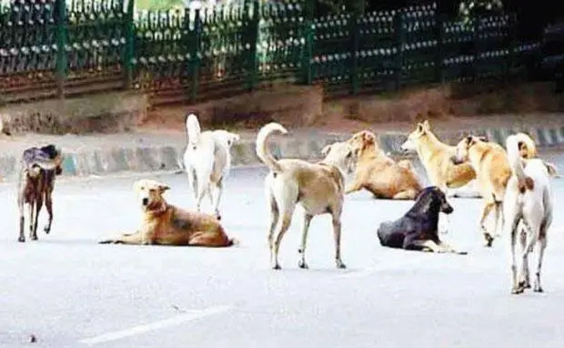 ಕಾಪು: ಉಚ್ಚಿಲ ಪೊಲ್ಯದಲ್ಲಿ ಬೀದಿನಾಯಿ ದಾಳಿ; ಮಗುವಿಗೆ ಗಾಯ