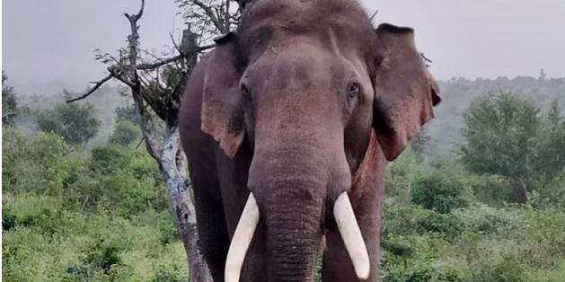 ಮಡಿಕೇರಿ | ಕಾಫಿತೋಟದಲ್ಲಿ ಕೆಲಸ ಮಾಡುತ್ತಿದ್ದ ಕಾರ್ಮಿಕನ ಮೇಲೆ ಕಾಡಾನೆ ದಾಳಿ; ಗಂಭೀರ ಗಾಯ