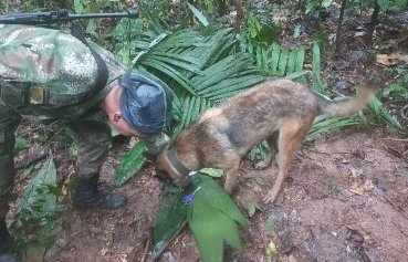 ವಿಮಾನ ಪತನವಾಗಿ 17 ದಿನಗಳ ಬಳಿಕ 11 ತಿಂಗಳ ಶಿಶು ಸೇರಿದಂತೆ ನಾಲ್ಕು ಮಕ್ಕಳು ಅಮೆಝಾನ್ ಕಾಡಿನಲ್ಲಿ ಜೀವಂತ ಪತ್ತೆ ವಿಮಾನ ಪತನವಾಗಿ 17 ದಿನಗಳ ಬಳಿಕ 11 ತಿಂಗಳ ಶಿಶು ಸೇರಿದಂತೆ ನಾಲ್ಕು ಮಕ್ಕಳು ಅಮೆಝಾನ್ ಕಾಡಿನಲ್ಲಿ ಜೀವಂತ ಪತ್ತೆ