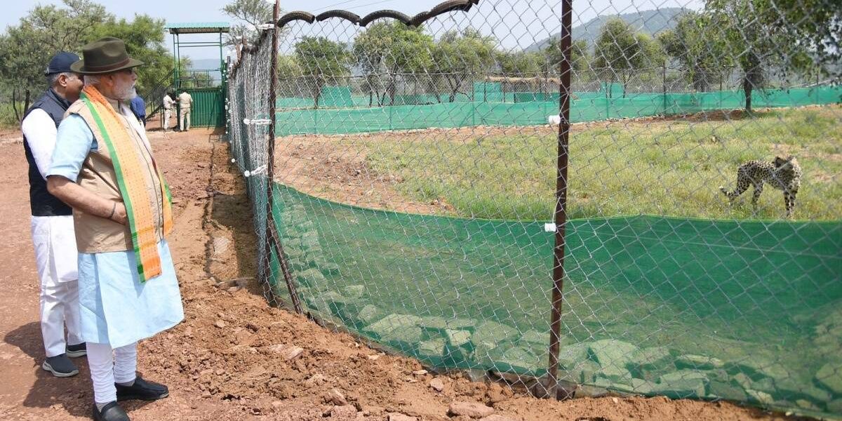 ದ.ಆಫ್ರಿಕಾ, ನಮೀಬಿಯಾದಿಂದ ಭಾರತಕ್ಕೆ ತಂದಿರುವ ಮೂರು ಚಿರತೆಗಳ ಸಾವು: ಸುಪ್ರೀಂಕೋರ್ಟ್ ತೀವ್ರ ಕಳವಳ