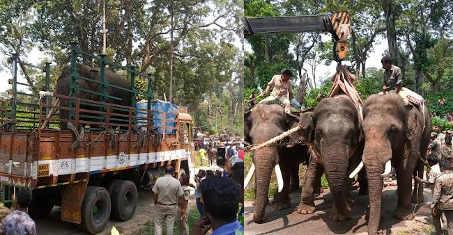 ಸಕಲೇಶಪುರ: ಜನರ ನಿದ್ದೆಗೆಡಿಸಿದ್ದ ಕಾಡಾನೆ ಸೆರೆ