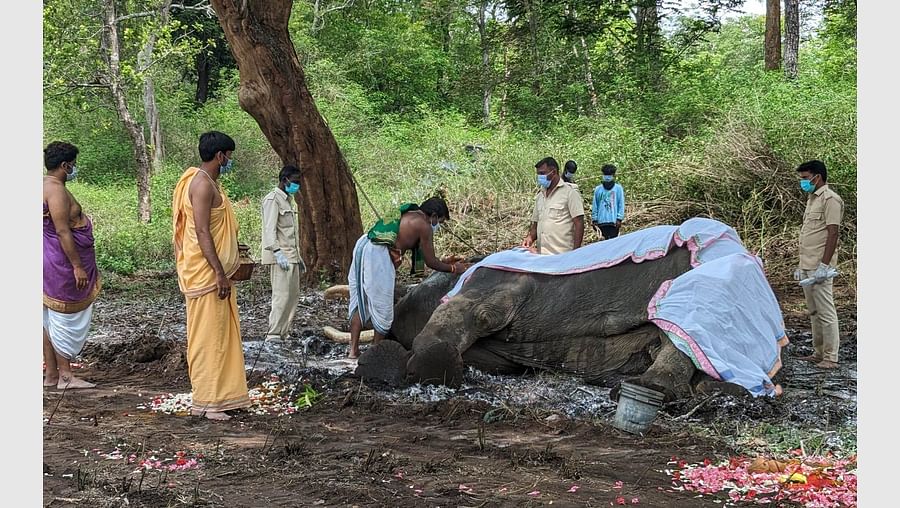 ಸಕಲ ಸರ್ಕಾರಿ ಗೌರವದೊಂದಿಗೆ ಅಂಬಾರಿ ಹೊತ್ತಿದ್ದ ಬಲರಾಮ ಆನೆ ಅಂತ್ಯಸಂಸ್ಕಾರ