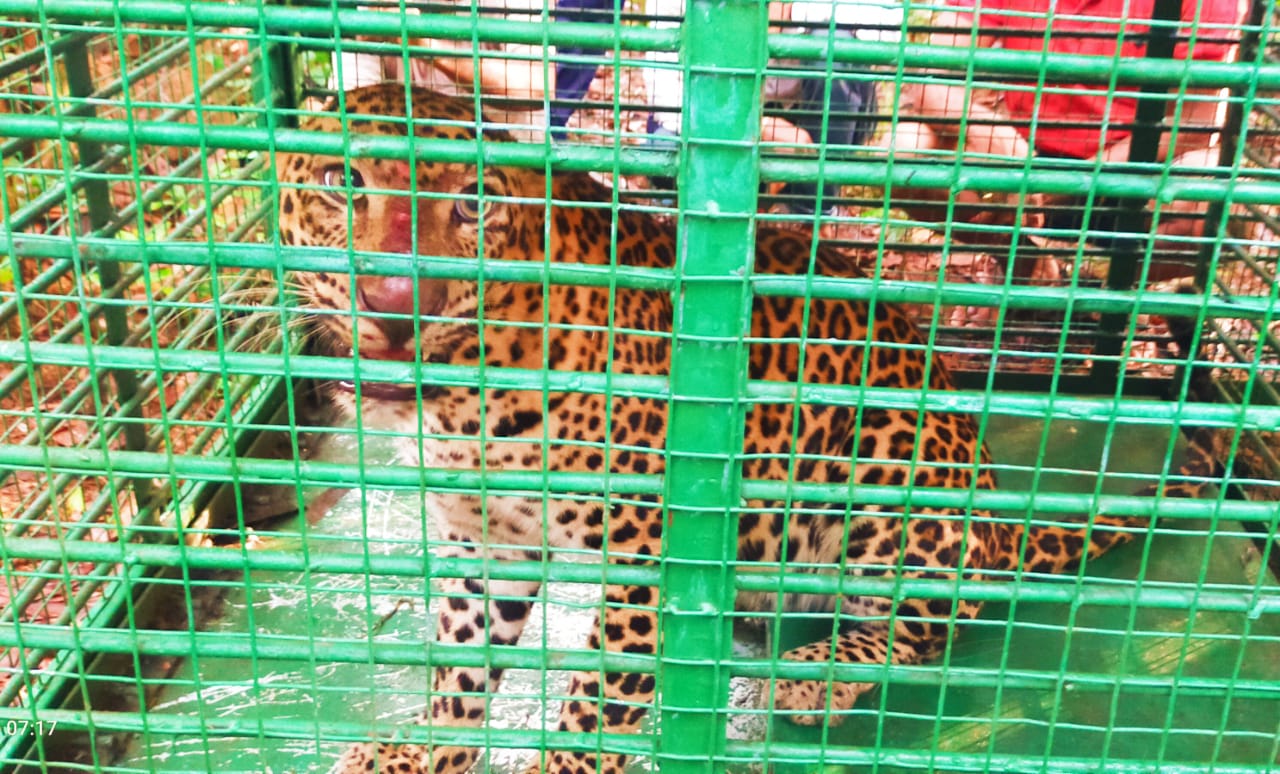 ಕುಂದಾಪುರ: ಅರಣ್ಯ ಇಲಾಖೆ ಇರಿಸಿದ್ದ ಬೋನಿಗೆ ಬಿದ್ದ ಚಿರತೆ