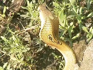 ತುಮಕೂರು: ಹಾವು ಕಚ್ಚಿ ರೈತ ಸಾವು