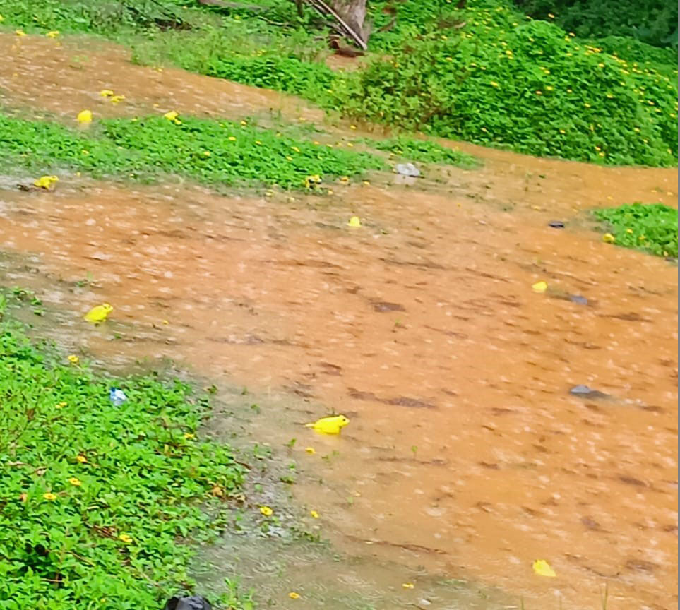 ಹೂಡೆ ಪರಿಸರದಲ್ಲಿ ಹಳದಿ ಬಣ್ಣದ ಕಪ್ಪೆಗಳ ಹಿಂಡು!