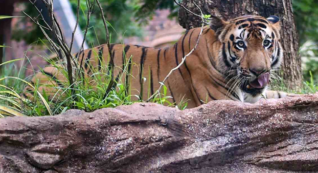 ಉತ್ತರಾಖಂಡ: 5 ತಿಂಗಳಲ್ಲಿ 14 ಹುಲಿಗಳ ಸಾವು